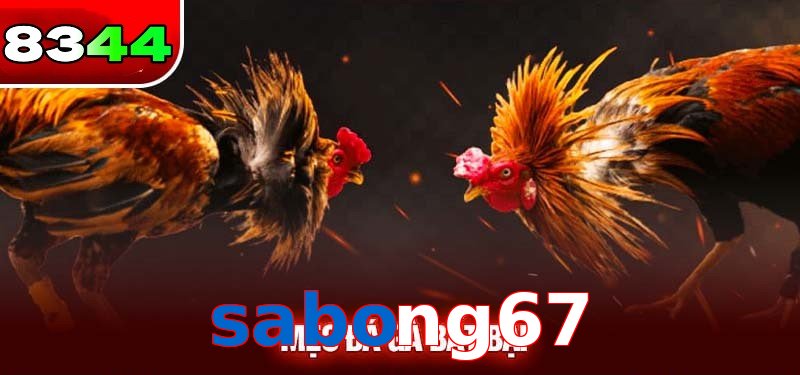 Đá gà sabong67 có sức hấp dẫn