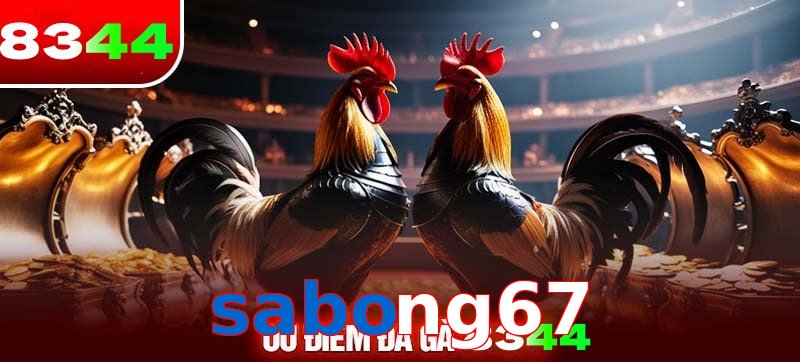 Thể loại đá gà sabong67 được ưa chuộng